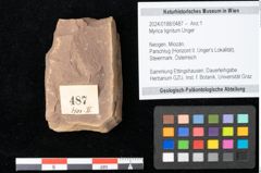 Foto (Objekt + Etikett) von Myrica lignitum Unger (NHMW-GEO-2024-0188-0487)